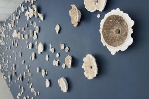 louise's mushrooms at Aber museum